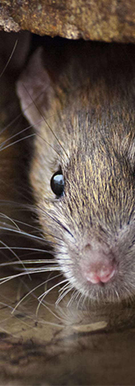 rat catchers blandford|Pest & Vermin Control Services near me in Blandford Forum .